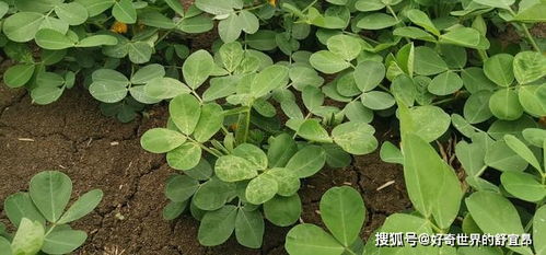 小青菜家庭种植如何科学管理才能实现高产