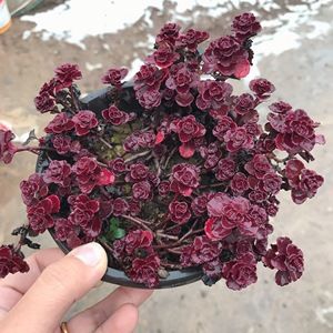 “肉肉植物种类繁多，你家养了哪些
