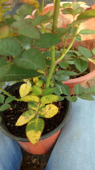 月季花的小烦恼：如何应对病虫害？