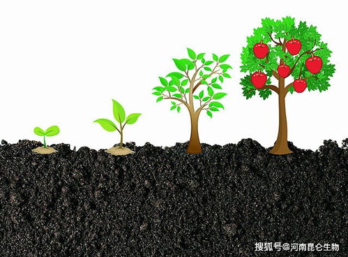 柳叶莲华专用土配比，种植土壤秘籍！