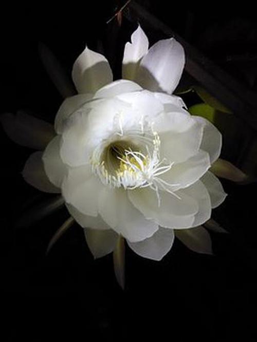 四叶草是花吗？它究竟是什么植物