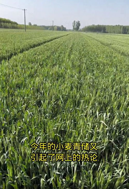 谁在高价收购小麦青苗用于饲料厂青贮，小麦青苗收购价格为何如此之高？