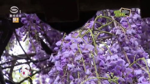 紫藤小苗种植小贴士：何时开花是关键？