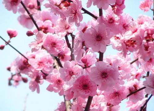 其他梅花也行， 李树杏树也凑合