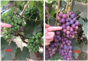 聚谷氨酸的神奇之处：不是农药， 胜似农药