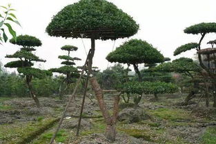 如何区分不同品种的树木