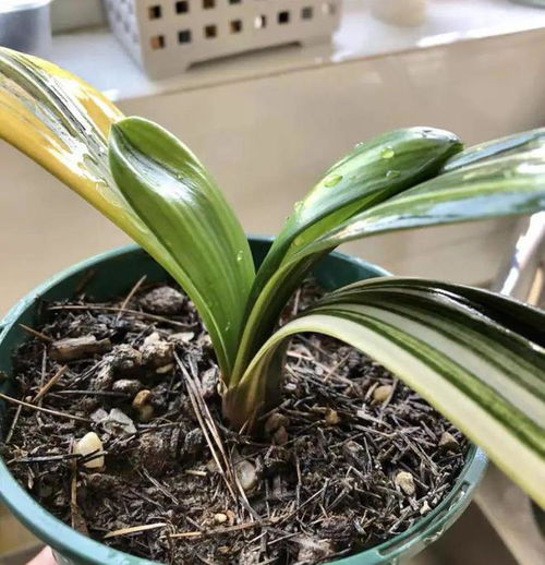 君子兰土用多菌灵平安吗？对植物生长有影响吗？