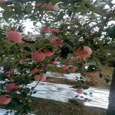 红五月月季的美丽与哀愁