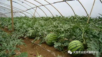 平安使用，健康种植