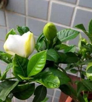 北方室内小叶栀子怎么养？能否开花