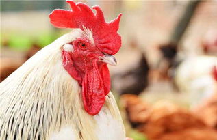 鸡肠子的秘密：揭秘科学饲养之道