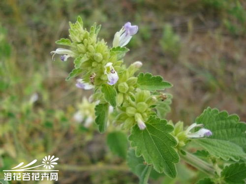 河北承德：实操案例