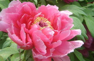 提高成活率：生根剂来帮忙