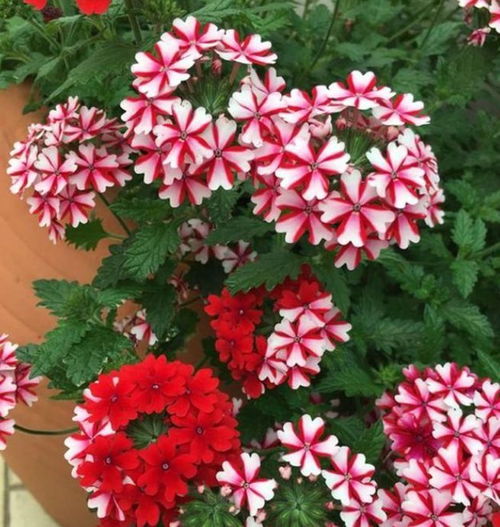 新手必学的催花神技：让花儿早早开起来