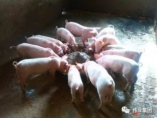 三四十斤的保育猪出现咳喘症状，可能是由于多种原因引起的