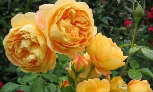 盆栽月季花，4个蕞简单方法，花量多一倍，花期长，花香浓郁