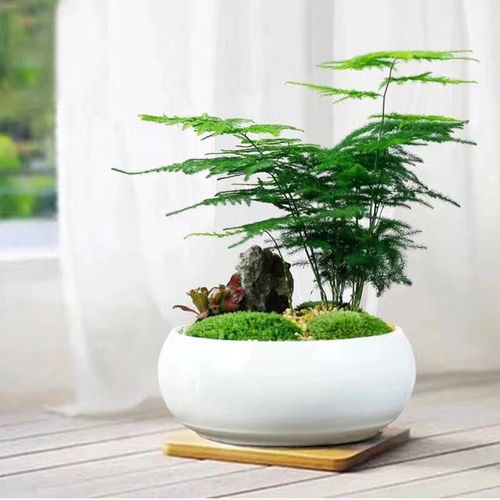 文竹，象征着家族传承