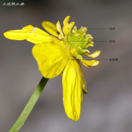 猫爪草：独特花朵，猫爪形状，爆款花卉！