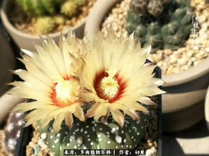 玉翁仙人球花语：神秘之美，传承千年