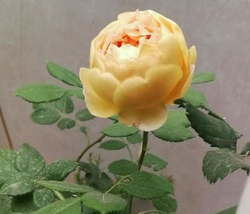 玛姬婶婶月季的粉紫色花朵