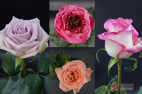 玫瑰花的图片大全