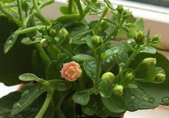 新手小白必去的宝藏之地：荣鑫花卉园