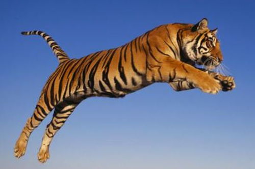 属虎人的五行特点和性格