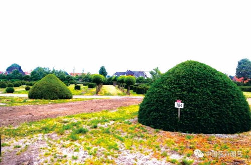 绿化造型效果图， 城市的活力与灵感