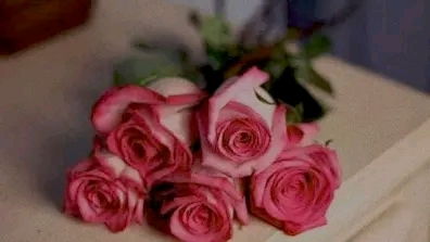 思念爱人，玫瑰含情——花语揭秘