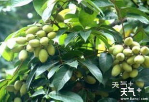 橄榄种植需要哪些具体气候条件和环境要素