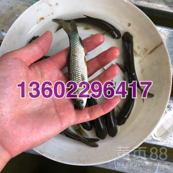 草鱼苗：水中精灵的摇篮