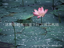 沭阳县颜集镇瑞雪花卉经营部， 荷花苗的乐园
