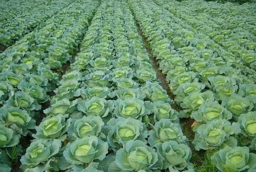 甘蓝：春天的营养宝库