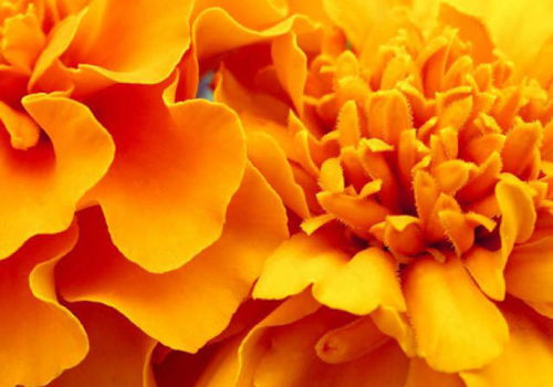 寒冬中的生命色彩