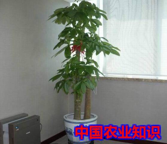 发财树如何扦插？手把手教你在家繁殖小发财树