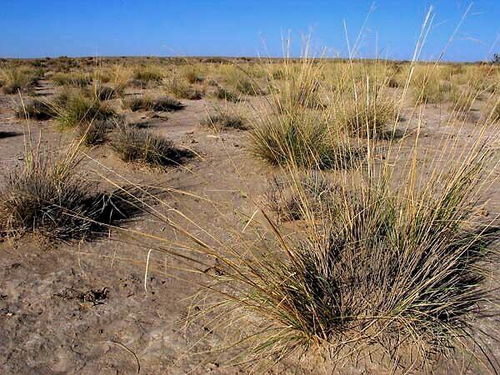 北京老赵的立体绿化趣事