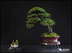 如何根据法师的禅修盆栽选择指南，挑选出既美观又适合静心修行的植物
