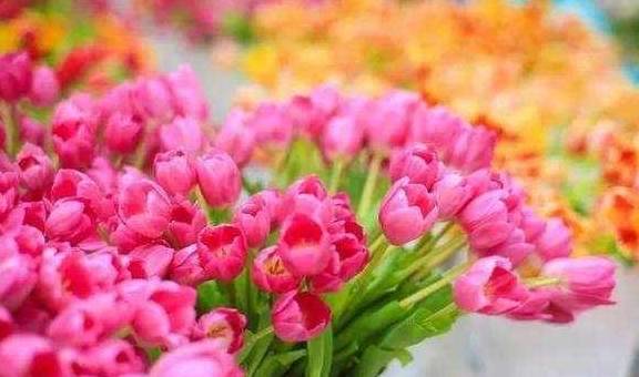 郁金香花期受哪些因素影响，具体开花过程是怎样的