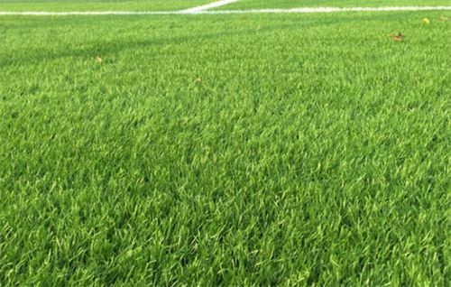 主营产品：护坡草坪种子，高羊茅草坪种子，狗牙根草种子，绿化草种子价格