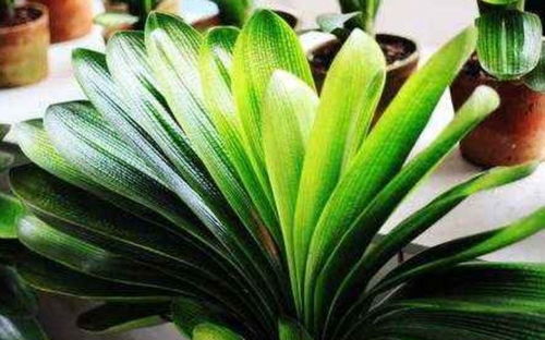 夏日养君子兰，3天浇水，旺势绽放！