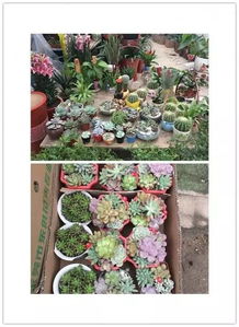 花卉市场大姐的测量技巧