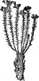 雪松的生长环境