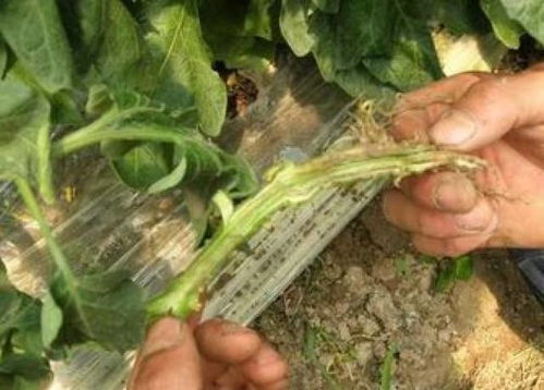 恶霉灵对预防番茄青枯病有效果吗？