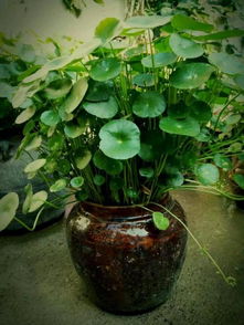 夏天铜钱草，水培技巧是什么