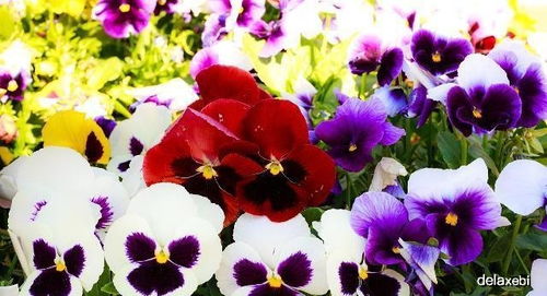 惯与描写花草树木的作文