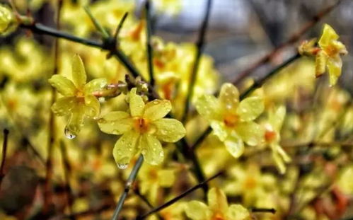 迎春花花语：迎春报喜