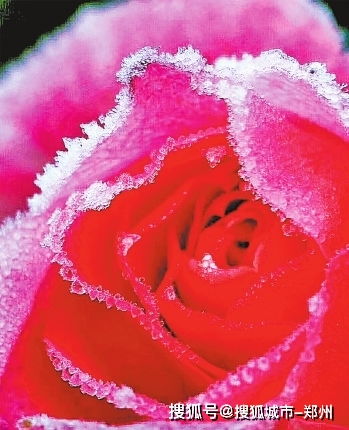 寒冬里的暖香——南阳月季的神奇魅力