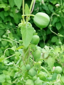 第一招：温水泡籽