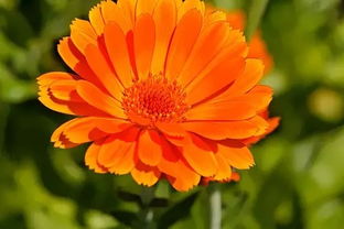 金盏菊， 耐寒小嫩手