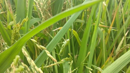 春雷甲环唑：作物病害的“小Neng手”